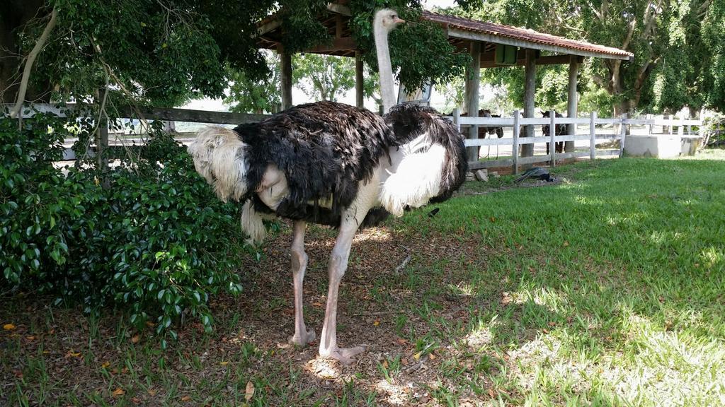 Pousada Suites Águas de São Pedro Dış mekan fotoğraf